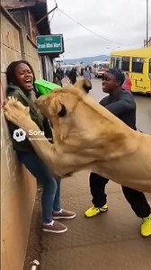 lion attack