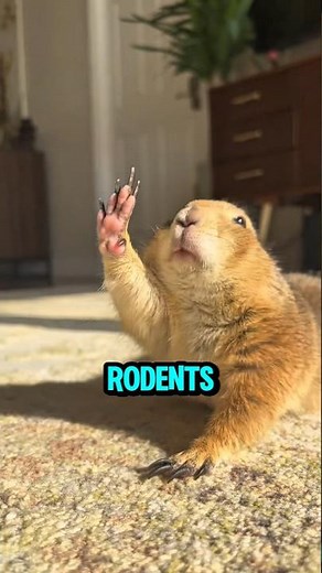 Prairie Dogs Have a Secret Language?! 😳🐾 #PrairieDogs #AnimalFacts #Wildlife