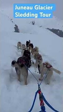 Experience this exciting dog sledding adventure on the Herbert Glacier at Juneau Alaskan Experience