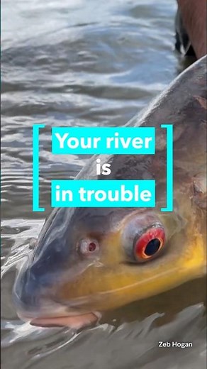 How to bring migratory fish back?