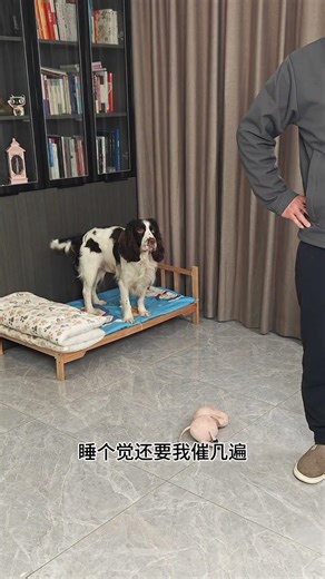 晚上得催着一个个的睡觉#萌宠#狗子成精了#史宾格#养狗的乐趣
