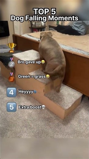 Ranking the funniest water dog falling moments out there, and the last one was so unexpected...😭😭