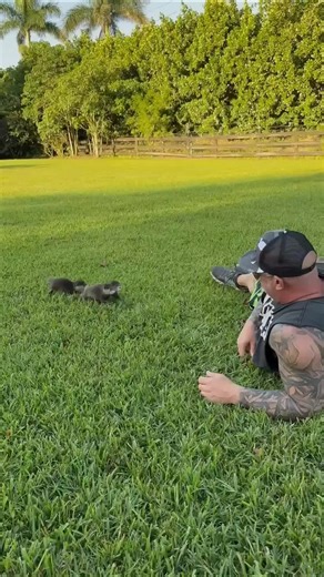 Adorable Otter Dancing