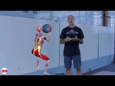 The Wall Ball | Anatomical analysis