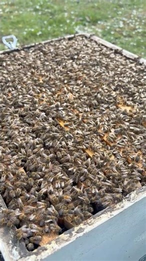 🌸 Όταν έρχεται η άνοιξη… η κυψέλη παίρνει ζωή! 🐝🍯