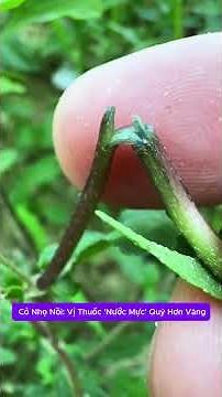 Bí Mật Cây Cỏ Nhọ Nồi: Vị Thuốc 'Nước Mực' Quý Hơn Vàng herbmax