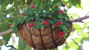 How To Turn Dollar Tree Hanging Baskets Into A Stunning Outdoor Lighting Solution - Hunker
