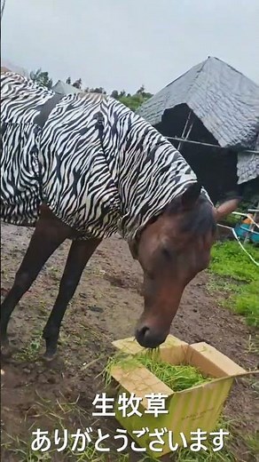 生牧草を食べるナラ #引退馬協会 #フォスターホース #ナラ #horse