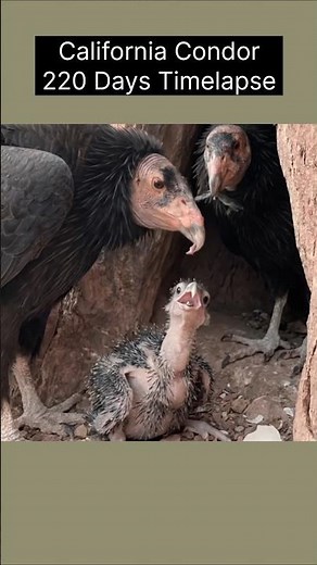 California Condor 220 Days Timelapse 🦅🏔️ | From Giant Egg to Mountain King