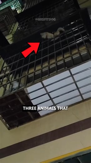 3 Animals That Have Superpowers! 😱#Animals #superpower #wildlife | MisfitDog