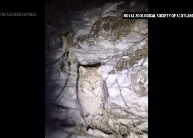 Lynx on the loose in Scotland highlight controversy over re-introduction of species into the wild