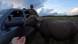 Archery hog hunt in lightning storm – the one-second kill shot