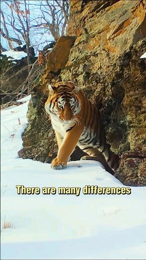 Leopard vs Tiger Hunting Style