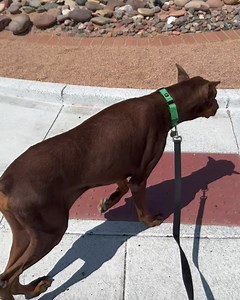 Desert Harbor Doberman Rescue of Arizona on Reels