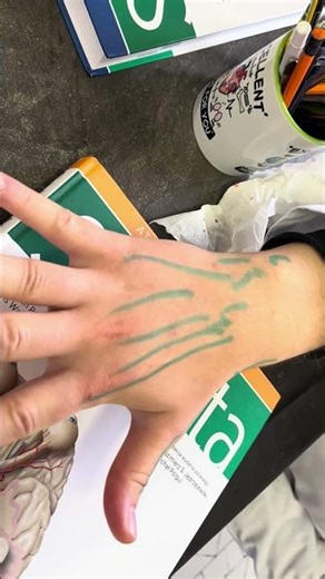 Extensor compartments of the wrist przedziały prostowników w nadgarstku