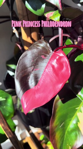 There’s nothing better than having a beautiful vibrant pink leaf unfurl!🩷#planttips #pinkprincess #pink #variegatedplants #PPP #plants #philodendron #houseplants #pinkplants #trendyplants#planttok