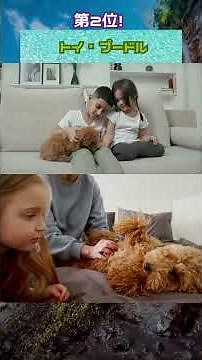 【心温まる】家族の絆が深まる犬ランキングTOP5｜優しさと愛情でつながる犬たち