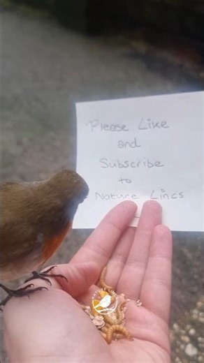 The Sweetest Robin Hand-Feeding