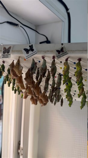 2.3K views · 27 reactions | 曆 Don't miss out on the magic! ✨ Stop by our E Window on your next visit to witness butterflies in their chrysalis before they emerge to explore the conservatory! With hundreds of butterflies coming in each week, there's always something new to see. You might even catch a butterfly emerging! #BHA #SiouxFalls #chrysalis #ButterflyEmergence #ConservatoryMagic | Butterfly House & Aquarium | Facebook