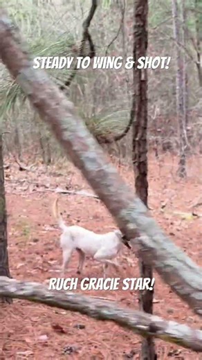 Steady to wing & shot! #englishsetter #hunting #fieldtrials #huntingdog #dogcoach #birddog