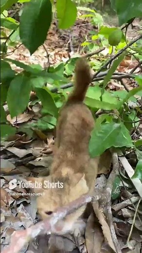 What do you do cat 🐈 #cat #cutecat