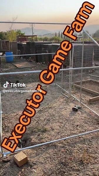 Executor Game Farm on TikTok