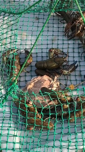 Victorian Fisheries Authority on Instagram: "Got a favourite bait for catching yabbies? This open top lift net in a farm dam was baited with a piece of lamb. Other people swear by liver and fish frames. What’s your go-to bait when a feed of yabbies is on the menu? Fishers are reminded that opera house nets can’t be used anywhere in Victoria. For more info about the gear you can use visit - https://vfa.vic.gov.au/yabbies"