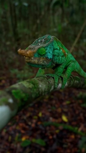 Everything in its right place 🔥 Meet the world’s largest chameleon – the Parson’s chameleon ! #varunaditya #varunadityaphotography #reel #reels #reelvideo #instagram #wild #wildlife #wildlifephotography #wildlifephotographer #animal #animals #animallovers #animallover #photographer #photography | Varun Aditya