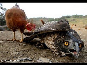 12K views · 18 reactions | MOST Vicious HAWK Attacks on CHICKENS | AnimalsWow | Facebook
