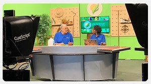 Let’s Get Crafty: DIY Concrete Leaf Castings | Illinois Public Media