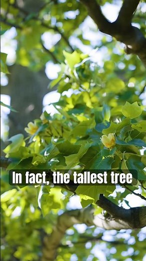BLOOM ALERT! Native to the mid-Atlantic, the tulip is the *tallest* deciduous tree in North America.