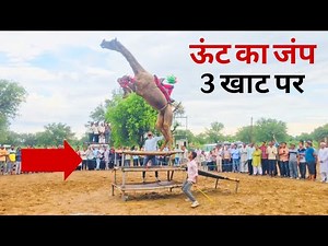 Camel Jumps Over 3 Beds – Amazing Desert Trick