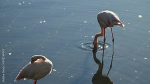 flock of Pink flamingos at sunrise rays in pink wild lake at national park. 4K high quality super slow motion video filmed on high speed camera Nikon z9