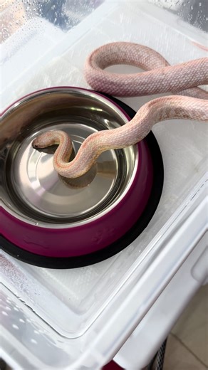 Cómo se hidratan las serpientes en su hábitat