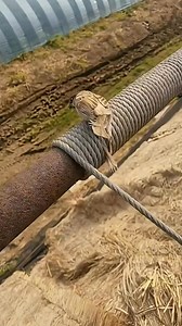 The sparrow gave up its freedom and willingly became the man's pet.#sparrow #shorts #pet #animals | Fluffy land Animals