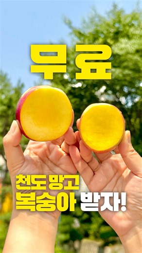 천도 망고 복숭아가 무료⁉️