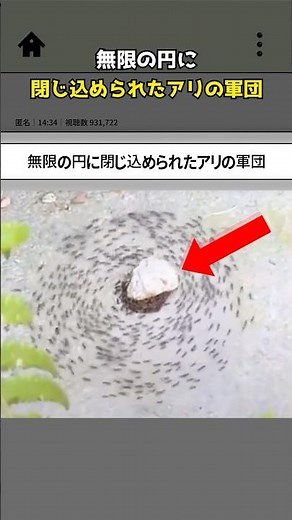 無限の円に閉じ込められたアリの軍団