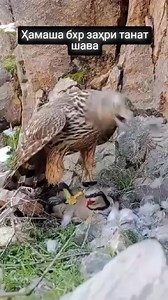 75K views · 598 reactions | #Eagle #catch #birds | Friendly program | Facebook