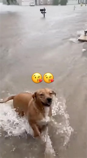 Incredible Dog Saves Animals From Flood! 🐕