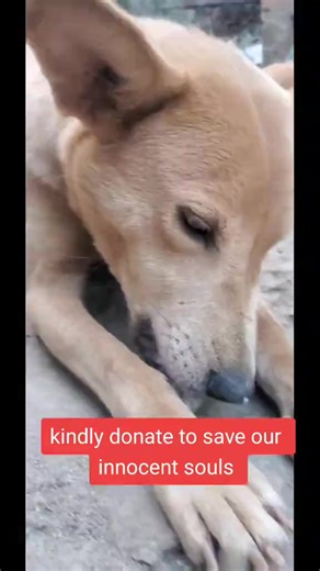 world dogs and orphanagecare😭 (@nathan.dogs.and.o)’s videos with original sound - world dogs and orphanagecare😭