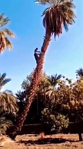 Tree Chopping Failure Collection #fyp #foryou #satisfyingvideos #asmr #truestory #cuttingtrees #tree | Agriculture &Tree-cutting