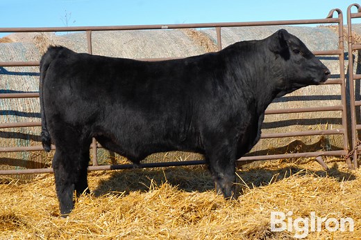 Stastny Index 14 | Livestock