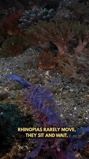 The Purple Weedy Rhinopias Scorpionfish (Rhinopias frondosa)