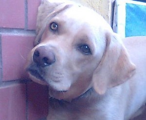 Will My Dog Go Blind If He Has Cataracts?