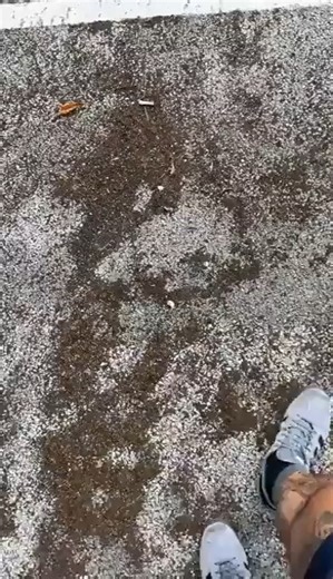 21K views · 498 reactions |  STING #predatorexposure #shareforawareness | No More Nonces | Facebook