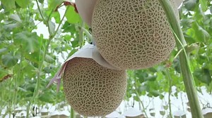How to grow a perfect Japanese melon in Malaysia