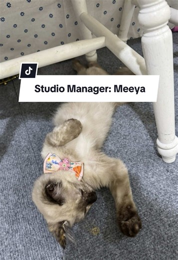 Kita hire staff baru, nama Meeya. Tugas dia mudah je, menghiburkan hati & pest control 😂 #studiobysyaihamal #hantaransungaibuloh #hantarankemas #fauxflorist #catoftiktok