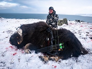 The Muskox of Nunivak Island