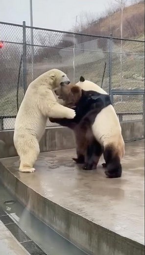 Concrete Clash: Triple-Bear Lockup Behind the Barrier