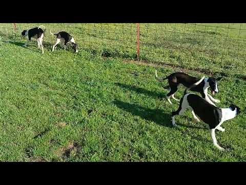 Whippetmothersday